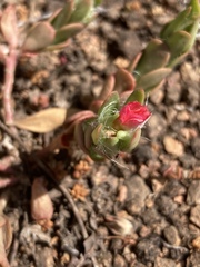 Portulaca cryptopetala