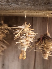 Brachycyttarus griseus