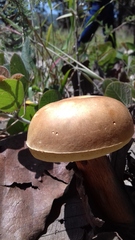 Aureoboletus projectellus