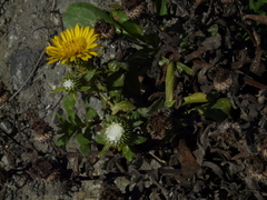 Grindelia stricta platyphylla