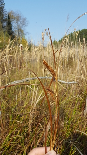 Carex rhynchophysa iNat (3)