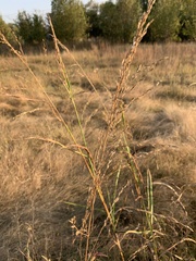 Sorghinae