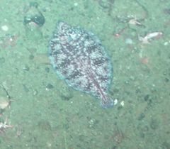Microstomus bathybius