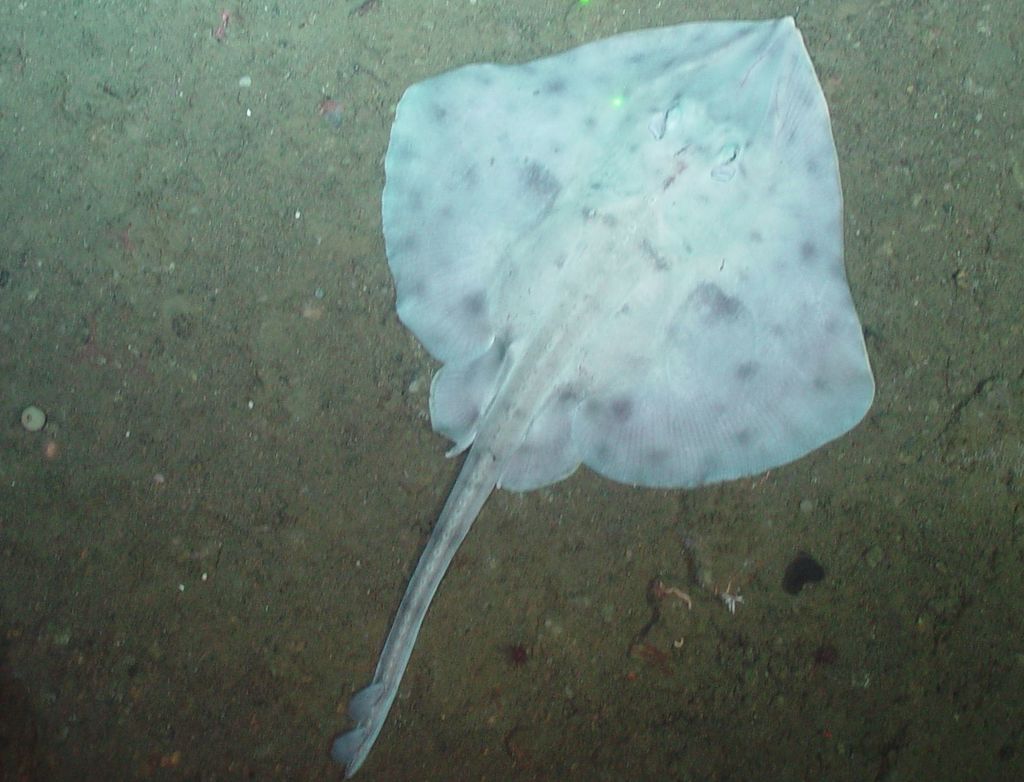 Aleutian Skate