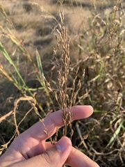 Sorghinae