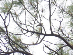 Peucedramus taeniatus