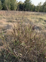 Sorghinae