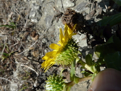 Grindelia stricta platyphylla