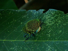Arcas imperialis