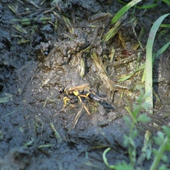 Sceliphron caementarium