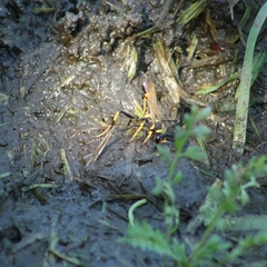 Sceliphron caementarium