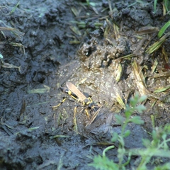 Sceliphron caementarium