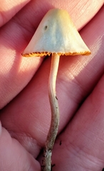 Conocybe