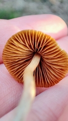Conocybe
