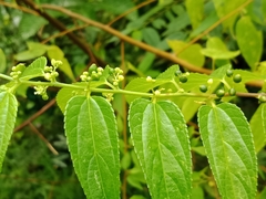 Trema cannabina