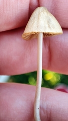 Conocybe