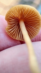 Conocybe