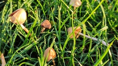 Conocybe