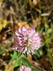 Trifolium pratense