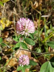 Trifolium pratense