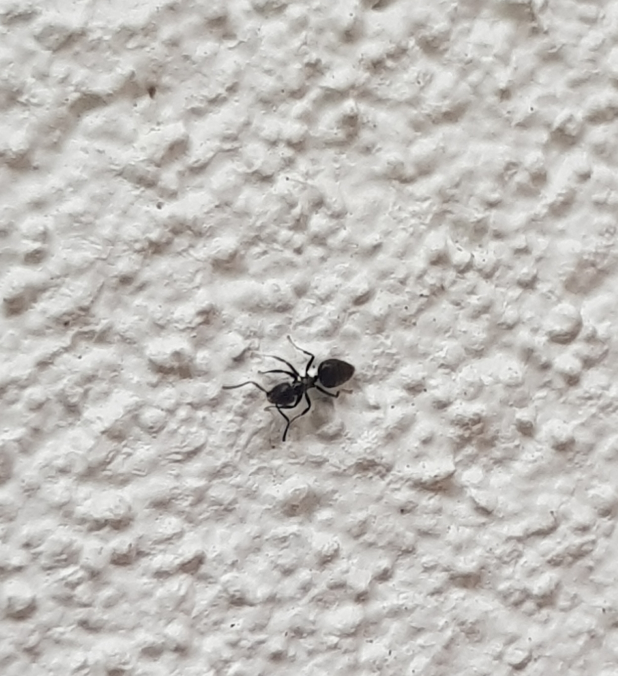 Crematogaster