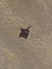 Rousettus aegyptiacus