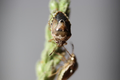 Stagonomus bipunctatus bipunctatus