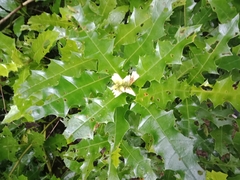 Acanthus ebracteatus