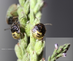 Stagonomus bipunctatus bipunctatus