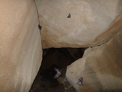 Rousettus aegyptiacus