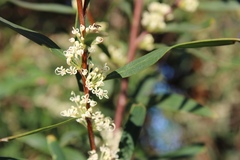 Hakea salicifolia
