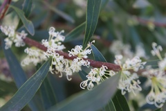 Hakea salicifolia