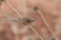 Sciocoris macrocephalus