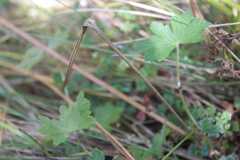 Geranium
