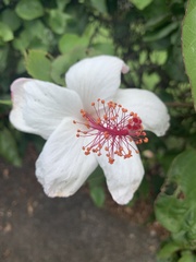 Hibiscus waimeae