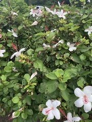 Hibiscus waimeae