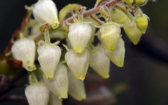Comarostaphylis diversifolia planifolia