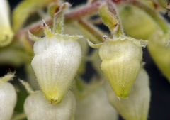 Comarostaphylis diversifolia planifolia