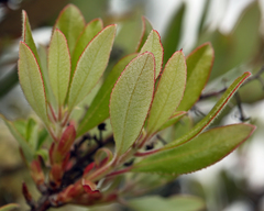 Comarostaphylis diversifolia planifolia