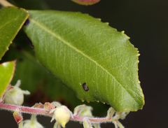 Comarostaphylis diversifolia planifolia
