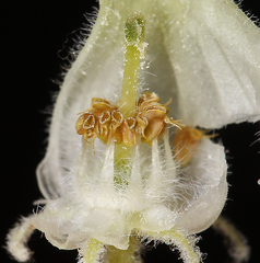 Comarostaphylis diversifolia planifolia