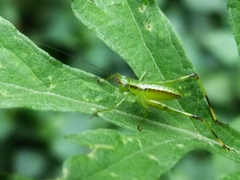 Tettigoniidae