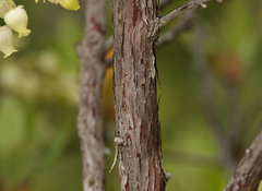 Comarostaphylis diversifolia planifolia