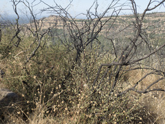 Ceanothus cuneatus cuneatus