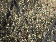 Ceanothus cuneatus cuneatus