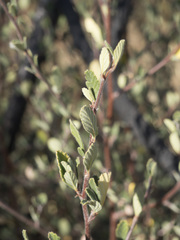 Ceanothus cuneatus cuneatus