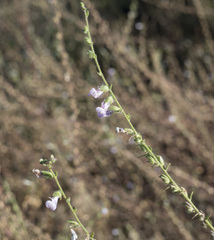 Sairocarpus vexillocalyculatus intermedius