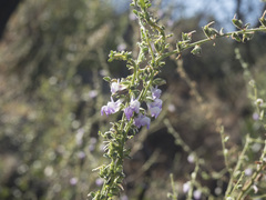 Sairocarpus vexillocalyculatus intermedius