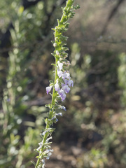 Sairocarpus vexillocalyculatus intermedius
