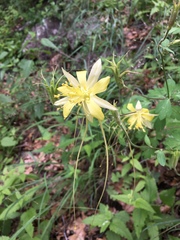 Aquilegia longissima